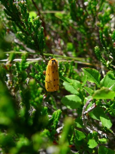 Réf. 218 487 : Setina irrorella